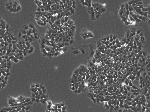 FRTL-5 cell