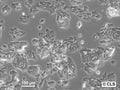 FRTL cell