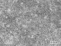 FS-Balb cell