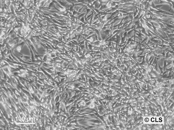 FS-Balb cell