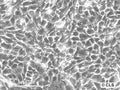 FS-C3H cell