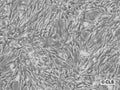 FS-C57BL cell