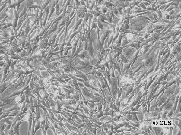 FS-C57BL cell