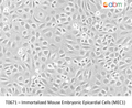 Immortalized Mouse Embryonic Epicardial Cells (MEC1) | Applied Biological Materials (abm)