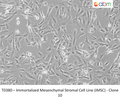 Immortalized Mesenchymal Stromal Cell Line (iMSC) - Clone 10 – Figure 1 of 1
