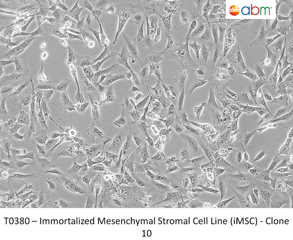 Immortalized Mesenchymal Stromal Cell Line (iMSC) - Clone 10 – Figure 1 of 1