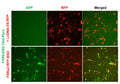FXRE/ER2 Reporter Lentivirus – Figure 1