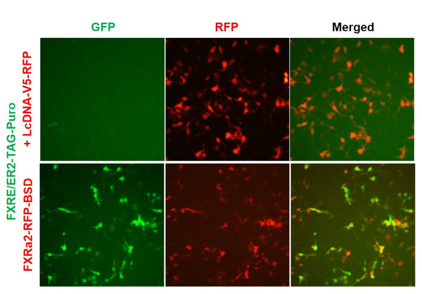 FXRE/ER2 Reporter Lentivirus – Figure 1