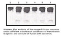 Anti-Myc Tag Antibody (Mouse Monoclonal) – Figure 1 of 1