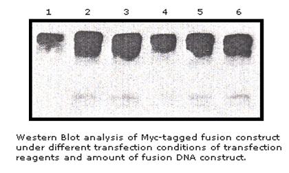 Anti-Myc Tag Antibody (Mouse Monoclonal) – Figure 1 of 1