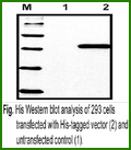 Anti-His Tag Antibody (Mouse Monoclonal) – Figure 1 of 1