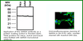 Anti-GAPDH Loading Control Monoclonal Antibody – Figure 1 of 1
