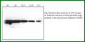 Anti-Beta-Actin Polyclonal Loading Control Antibody – Figure 1 of 1