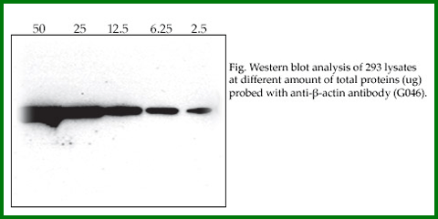 Anti-Beta-Actin Polyclonal Loading Control Antibody – Figure 1 of 1