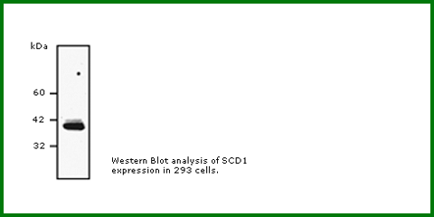 Anti-SCD1 (Mouse Monoclonal) Antibody – Figure 1 of 1
