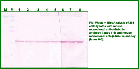 Anti-Alpha-Tubulin Monoclonal Loading Control Antibody – Figure 1 of 1