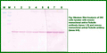 Anti-Alpha-Tubulin Monoclonal Loading Control Antibody – Figure 1 of 1