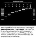 OneScript&reg; Plus cDNA Synthesis Kit
