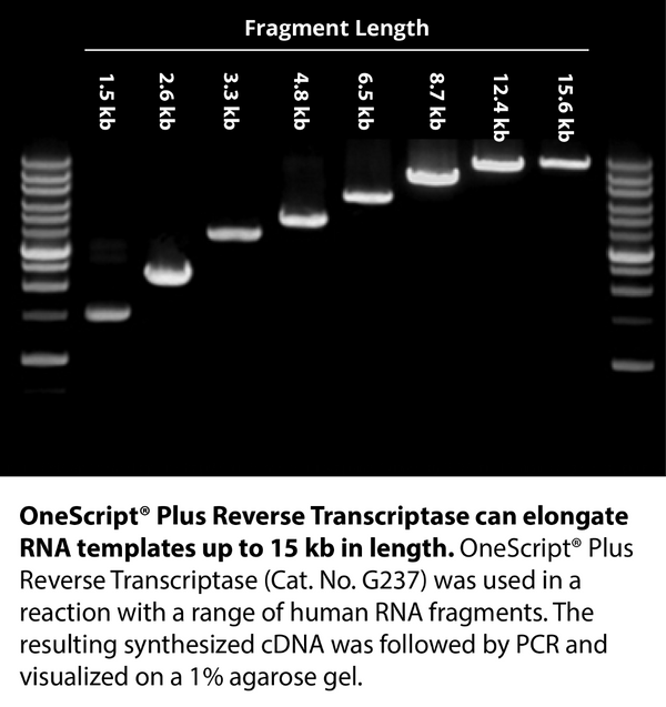 OneScript&reg; Plus cDNA Synthesis Kit