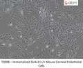 Immortalized Slc4a11+/+ Mouse Corneal Endothelial Cells – Figure 1 of 1
