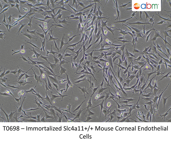 Immortalized Slc4a11+/+ Mouse Corneal Endothelial Cells – Figure 1 of 1