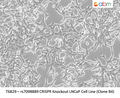 rs7098889 CRISPR Knockout LNCaP Cell Line (Clone B4) – Figure 1 of 1