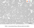 Immortalized Mouse Olfactory Bulb Cells (OBC6) – Figure 1 of 1