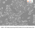 GFP Stably Expressing HEK293 Stable Cell Line (Safe Harbor Site) | Applied Biological Materials (abm)