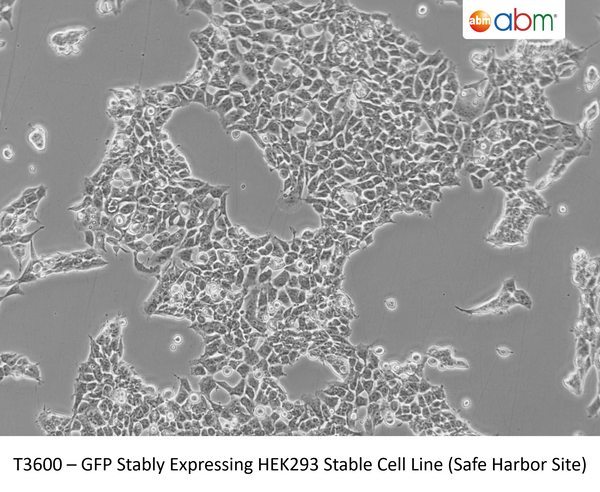 GFP Stably Expressing HEK293 Stable Cell Line (Safe Harbor Site) | Applied Biological Materials (abm)