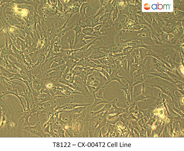 CX-004T2 Cell Line | Applied Biological Materials (abm)