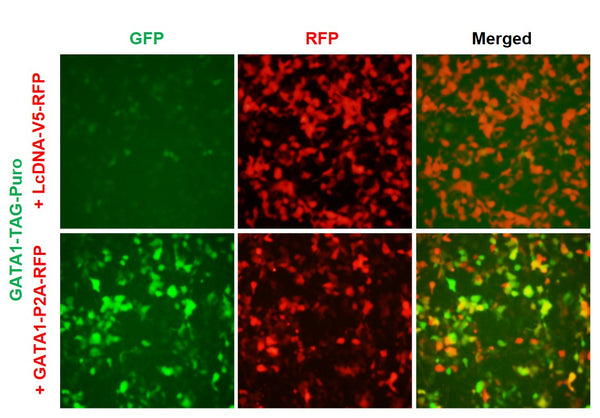 GATA1 Reporter Lentivirus – Figure 1