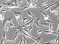 GCT cell
