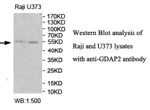 Anti-GDAP2 Antibody – Figure 1 of 1