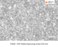 GFP Stably Expressing Jurkat Cell Line – Figure 1 of 1