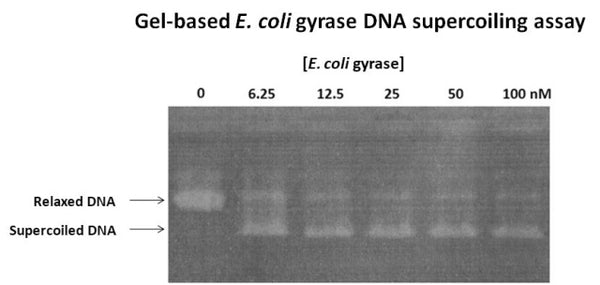 Gel-Based E. coli DNA Topoisomerase II (Gyrase) Assay Kit Plus – Figure 1 of 1