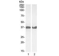 Western blot testing of 1) human HeLa and 2) mouse NIH3T3 lysate with GAPDH antibody at 0.03ug/ml. Predicted molecular weight ~36 kDa.