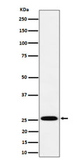 Western blot analysis of INMT expression in human A549 cell lysate using INMT antibody. Predicted molecular weight ~29 kDa.