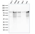 Western blot testing of human samples with recombinant MCM7 antibody (clone rMCM7/1468). Expected molecular weight: 80-90 kDa.