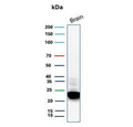 Western blot testing of human brain tissue with recombinant MBP antibody. Expected molecular weight: 22-37 kDa.