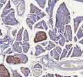 Immunohistochemical staining of NPTX2 using anti-NPTX2 antibody. NPTX2 was detected in a paraffin-embedded section of mouse pancreas tissue. Heat mediated antigen retrieval was performed in EDTA buffer (pH 8.0, epitope retrieval solution). The tissue section was blocked with 10% goat serum. The tissue section was then incubated with 2 ug/ml rabbit anti-NPTX2 antibody overnight at 4oC. Peroxidase Conjugated Goat Anti-rabbit IgG was used as secondary antibody and incubated for 30 min at 37oC.