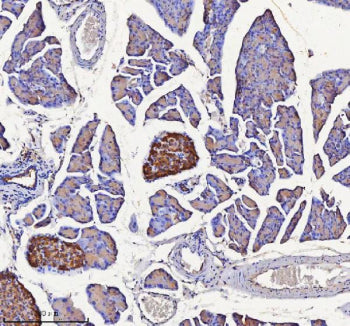 Immunohistochemical staining of NPTX2 using anti-NPTX2 antibody. NPTX2 was detected in a paraffin-embedded section of mouse pancreas tissue. Heat mediated antigen retrieval was performed in EDTA buffer (pH 8.0, epitope retrieval solution). The tissue section was blocked with 10% goat serum. The tissue section was then incubated with 2 ug/ml rabbit anti-NPTX2 antibody overnight at 4oC. Peroxidase Conjugated Goat Anti-rabbit IgG was used as secondary antibody and incubated for 30 min at 37oC.