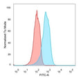 Flow cytometry testing of PFA-fixed human MCF7 cells with Estrogen Receptor beta 1 antibody (clone PPG5/10); Red=isotype control, Blue= Estrogen Receptor beta 1 antibody.