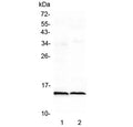 Western blot testing of 1) rat heart and 2) mouse heart lysate with Fabp3 antibody at 0.5ug/ml. Predicted molecular weight ~15 kDa.
