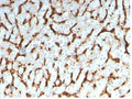 IHC staining of FFPE human liver tissue with Apolipoprotein D antibody (clone APOD/3413). HIER: boil tissue sections in pH 9 10mM Tris with 1mM EDTA for 20 min and allow to cool before testing.