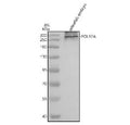 Western blot analysis of Polr2a protein using Zebrafish Polr2a antibody and zebrafish embryo tissue lysates. Predicted molecular weight ~217 kDa but commonly observed at up to ~270 kDa (human similarity).