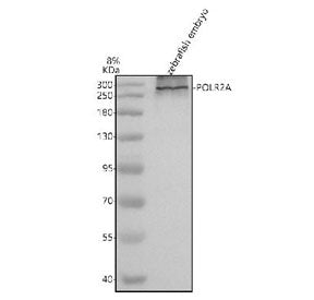 Western blot analysis of Polr2a protein using Zebrafish Polr2a antibody and zebrafish embryo tissue lysates. Predicted molecular weight ~217 kDa but commonly observed at up to ~270 kDa (human similarity).