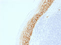 IHC testing of FFPE human tonsil with recombinant CD44v9 antibody (clone CD44v9/2344R). Required HIER: boil tissue sections in pH 9 10mM Tris with 1mM EDTA for 10-20 min followed by cooling at RT for 20 min.
