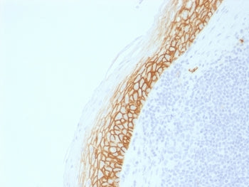 IHC testing of FFPE human tonsil with recombinant CD44v9 antibody (clone CD44v9/2344R). Required HIER: boil tissue sections in pH 9 10mM Tris with 1mM EDTA for 10-20 min followed by cooling at RT for 20 min.