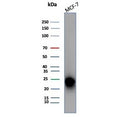 Western blot testing of human MCF-7 cell lysate with CD99 antibody (clone MIC2/7867). Predicted molecular weight: 16-32 kDa depending on the level of glycosylation.