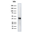 Western blot testing of human PC3 cell lysate using MASPIN antibody (clone SERPINB5/4977). Predicted molecular weight: 42~45 kDa.